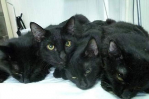 Rezident johannesburga osnovao je cat street